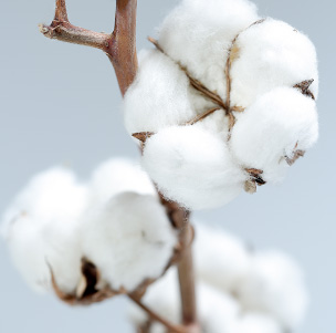 Organic-cotton